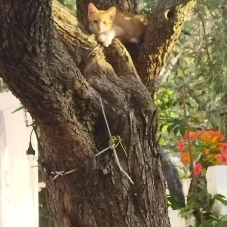 Koula 2 - Korina شقة *